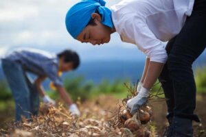 学生が収穫作業を手伝っている