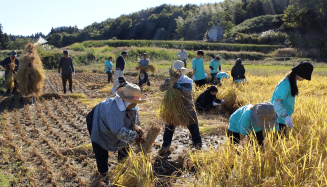 地域の田んぼで収穫を手伝う参加者